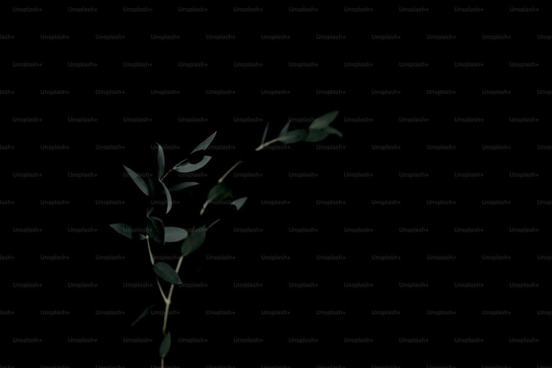 《定风波》小说结局是什么？